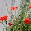 Papaver rhoeas